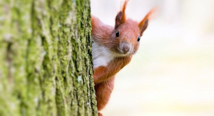 Majdnem a tenyeremből etettem a mátraházai mókusokat  videó