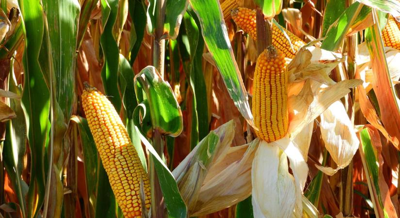 Corteva: mezőgazdaság, tudományos alapokon