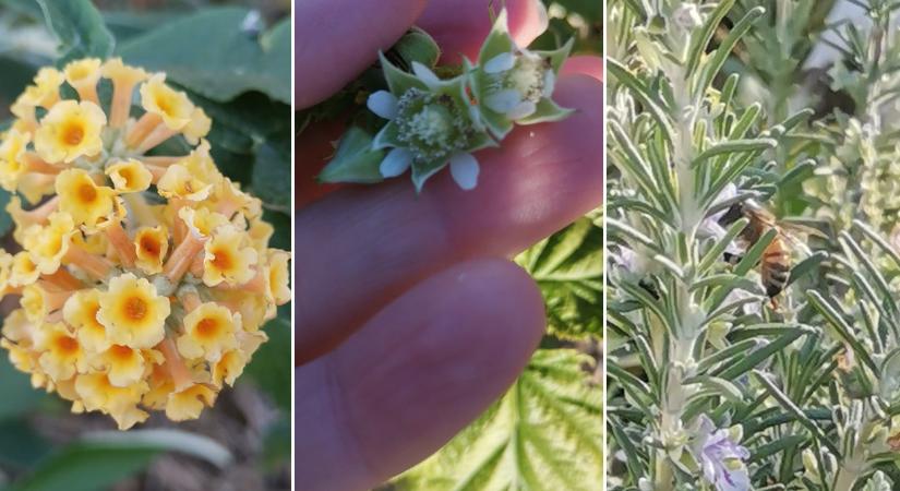 Össze vannak zavarodva a növények – a kertemben kézzelfogható a klímaváltozás