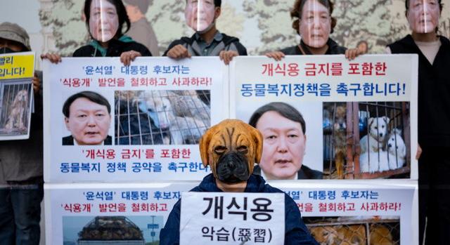 Véget érhet az évszázados hagyomány: betilthatják a kutyahús evést Dél-Koreában