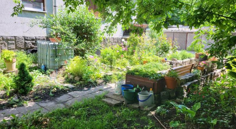Házi készítésű, három összetevős gyomirtó: tökéletes eredmény és a háziállatokra sem veszélyes