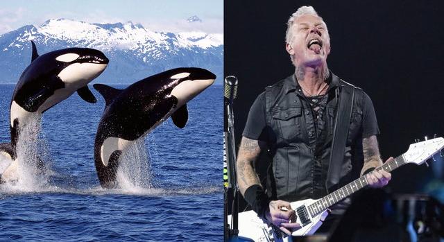 Metal zenével próbálják elijeszteni az orkákat: nekik viszont lehet, hogy tetszik