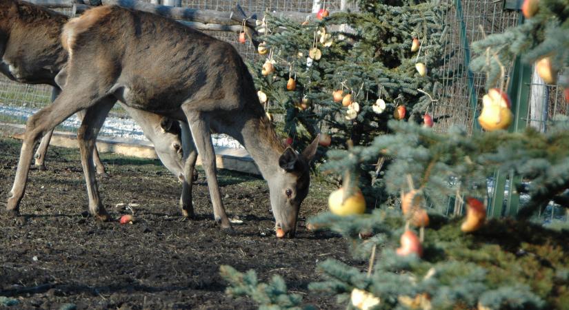 Mikulás nap és Adventi hétvége a FIÉK-ben