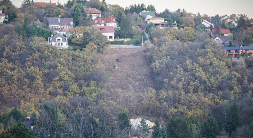 Engedély nélkül tarra vágtak több ezer négyzetmétert a II. kerületben