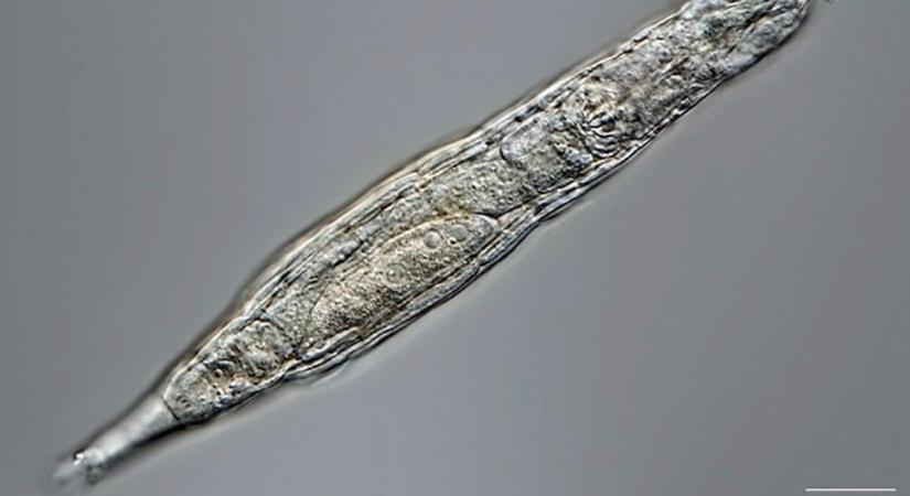 Drámai szinten az óceánok válsága: nanoműanyagok milliárdjai kerülnek a vízbe