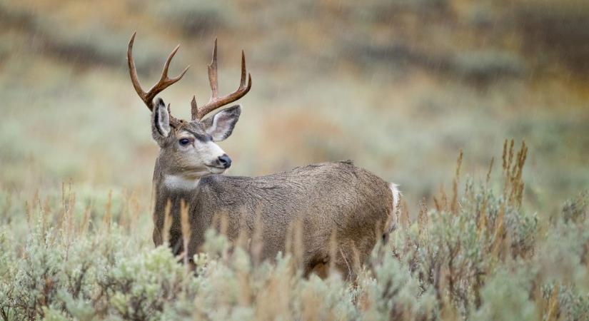 A Yellowstone-t is elérte a szarvasokat tizedelő zombikór