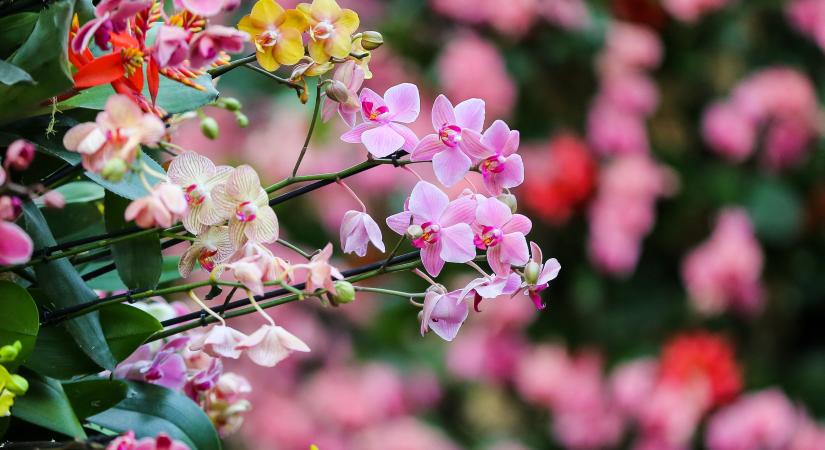 Ne mondj le a kókadozó orchideáról: egyetlen trükkel virágzásra bírhatod haldokló növényedet