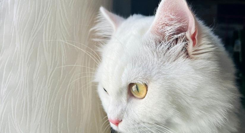 Epilepsziás rohamot előre jelző állatok