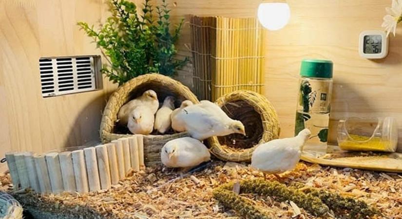 Évi 300 tojást tojik a rutintyúk, ami akár a lakásban is tartható