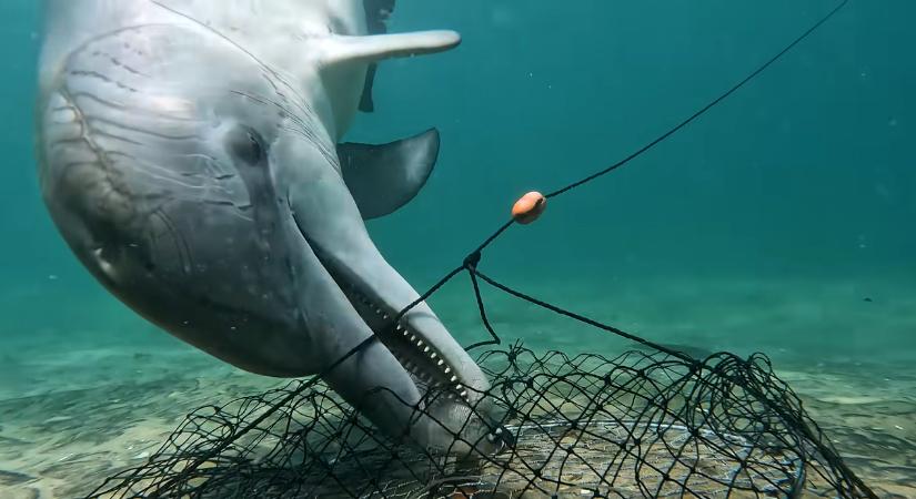 Videóra vették a csalitolvaj delfinek trükkjeit