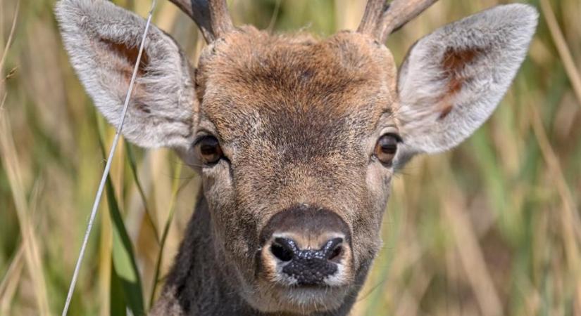Zombiszarvasok jelentek meg az erdőkben
