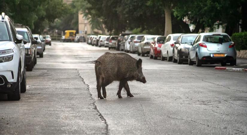 Vadgázolás történt Pécs és Pellérd között