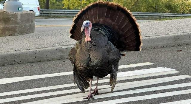 Elfogták a hetek óta szökésben lévő New Jersey-i pulykát, Turkulest