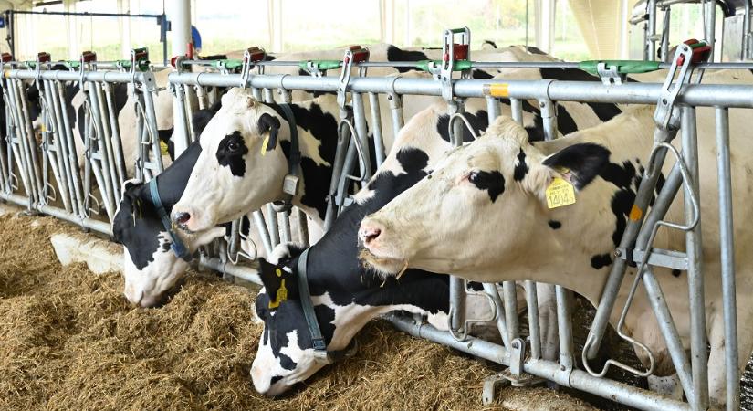 High-tech megoldások szolgálják a tehenek kényelmét – MATE