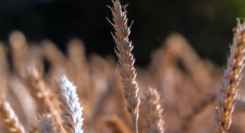 AM: a magyar vetőmagtermesztés az agrárium egyik legversenyképesebb ágazata