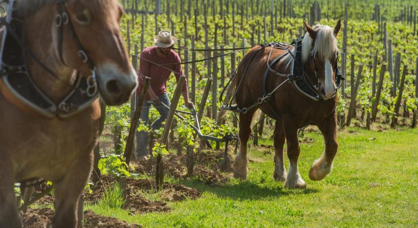 Vissza a múltba: a vezető pincészetek ezért dolgoznak újra lovakkal