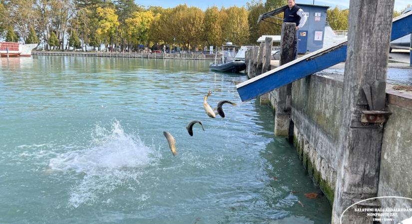 Szaporodásképtelen pontyokat telepítenek a Balatonba? – a vezérigazgató cáfol