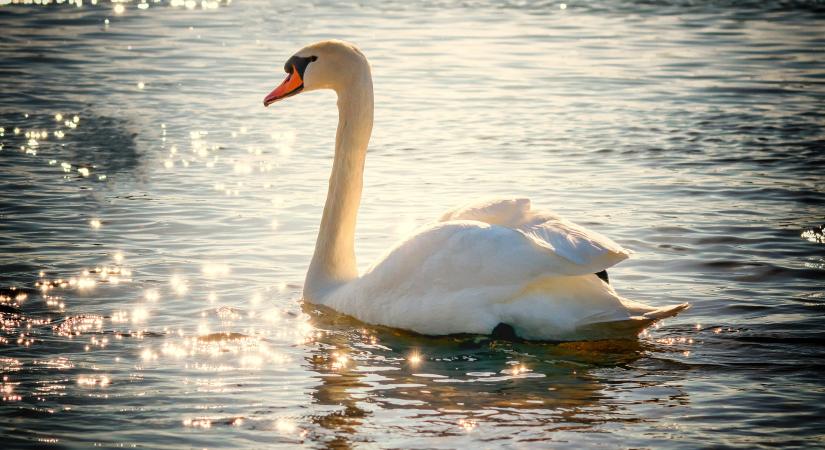 AM: a vizes élőhelyek kiemelt védelmet igényelnek