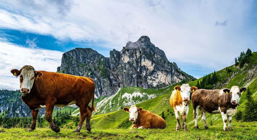 Osztrák agrárplatform a piac átláthatóság érdekében