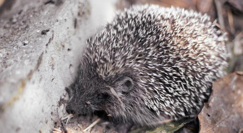 Látott már ilyet? Sünszállók jelentek meg a budapesti parkokban - fotó