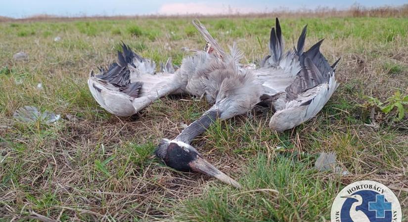 Szomorú képek: már csak tetemek őrzik a hortobágyi daruvonulás emlékét
