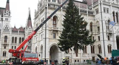Megérkezett Budapestre az ország karácsonyfája