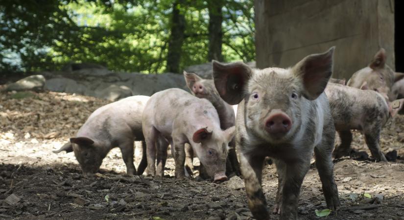 Embert fertőzött a sertésinfluenza kórokozója az Egyesült Királyságban