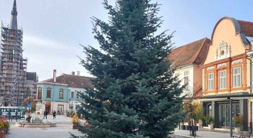 Már a Fő téren áll Kőszeg karácsonyfája - fotó
