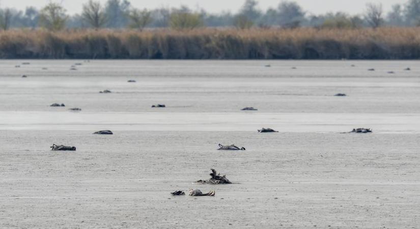 Tízezrével pusztította a Magyarország fölött átvonuló darvakat a madárinfluenza