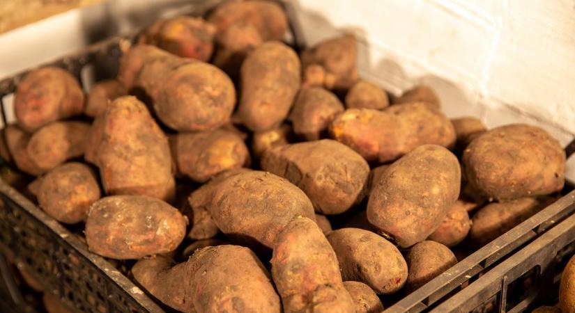 Kertész ismerősöm elképesztő dolgot árult el! Így érdemes tárolnod a krumplit
