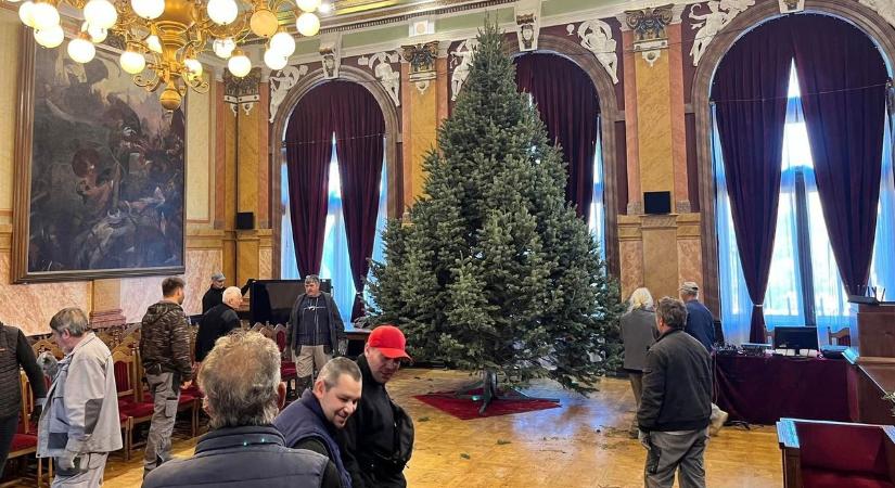 20 éves ezüstfenyő érkezett az egri városházára  fotók