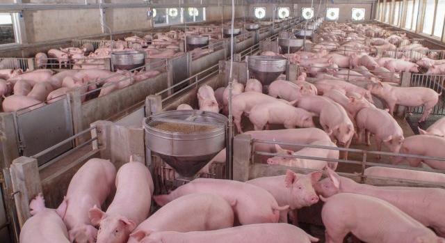 Először mutattak ki emberben új sertésinfluenza-törzset az Egyesült Királyságban