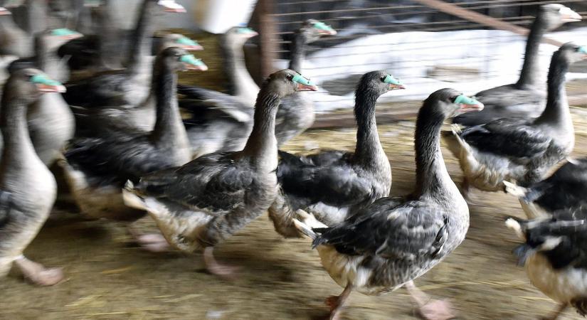 A madárinfluenza már elérte az Alföldet