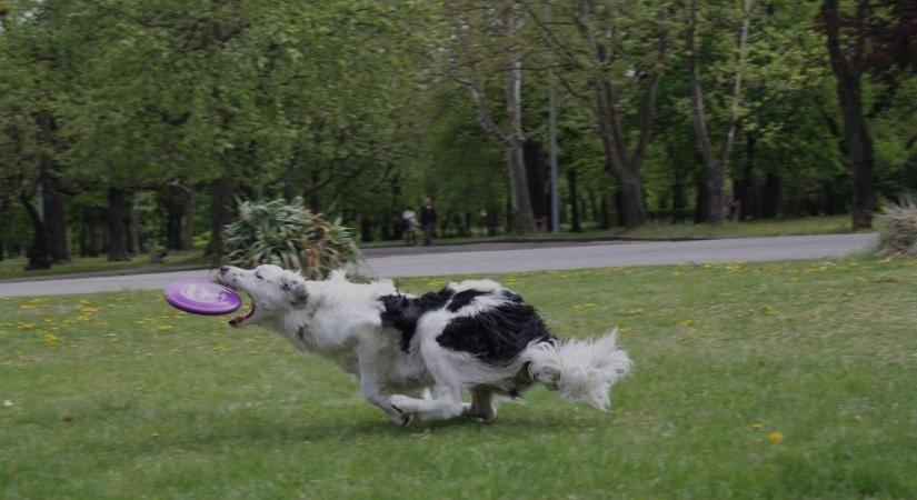 Mert a kedvencednek is kell egy kis játék! Kutyás sportok – A frizbi 1. rész