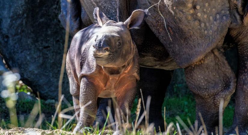 Elképesztően ritka állat született Indonéziában
