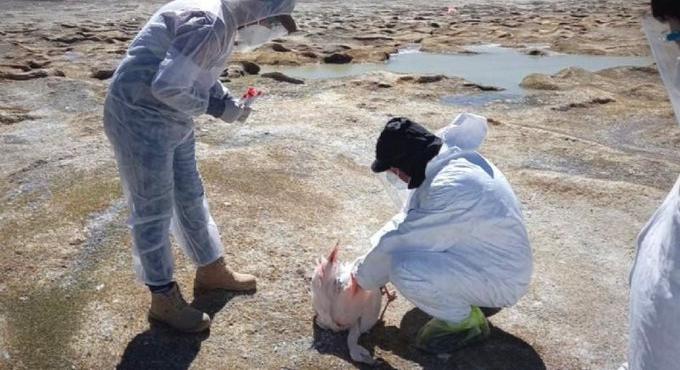 Több száz flamingót ölt meg a madárinfluenza Argentínában