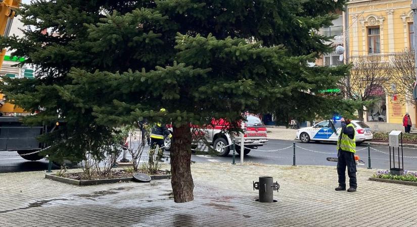 Felállították a mindenki karácsonyfáját Tapolcán
