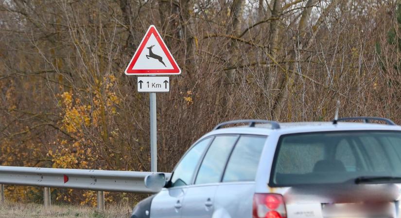 Körbejártuk az aktuális vadászati kérdéseket, Vasban nincs sertéspestis