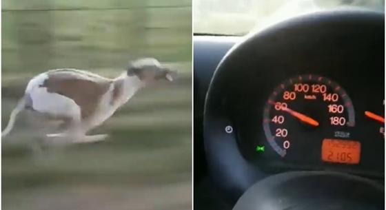 Simán tartotta a lépést a 60 km/h-val hajtó kocsival egy agár – videó