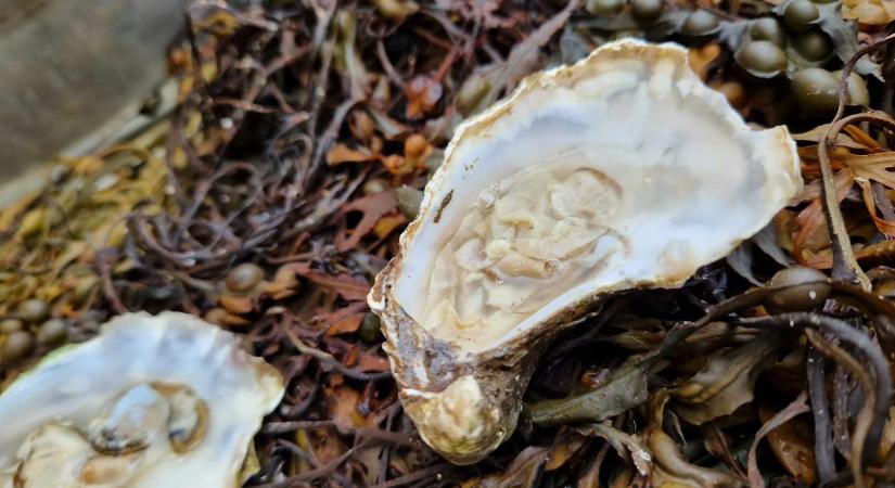 Osztriga – Champagne hidegen-melegen a Pátzay Gasztrobár teraszán