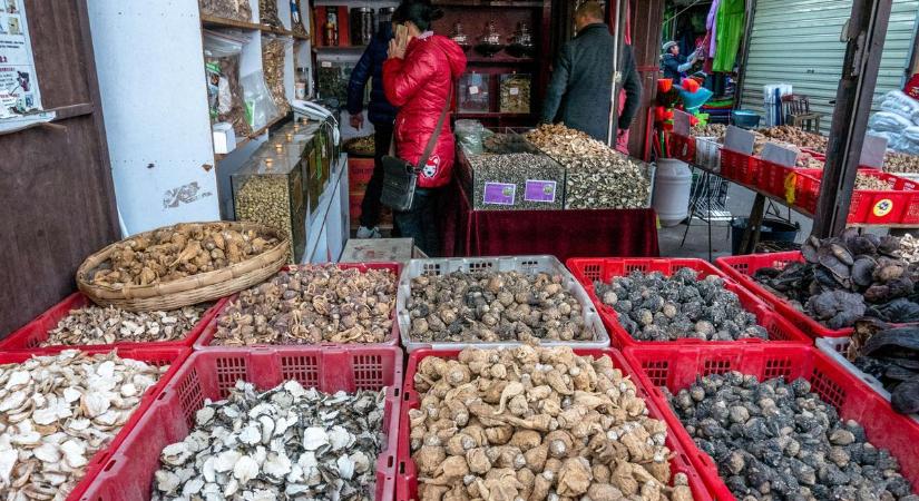 Perui ginzeng, avagy maca gyökér: hat az agyra és az ágyra