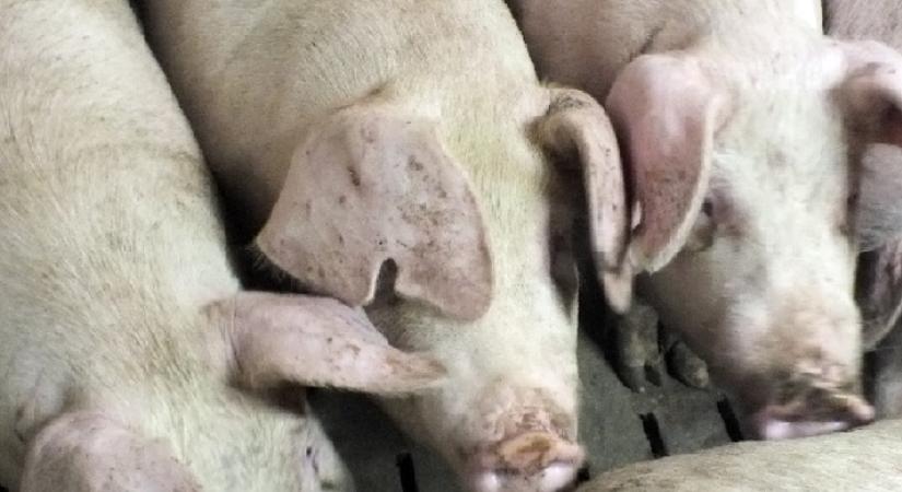 Más disznóin akartak meggazdagodni a munkások