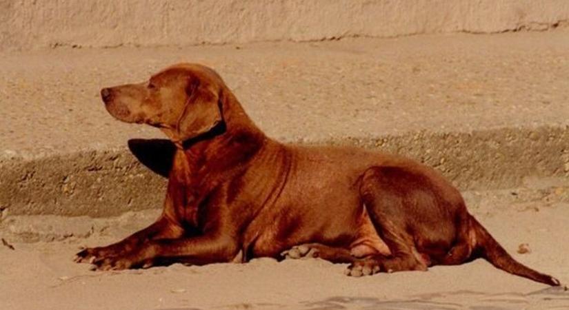 Béla kutya szobrára gyűjtenek a bajaiak