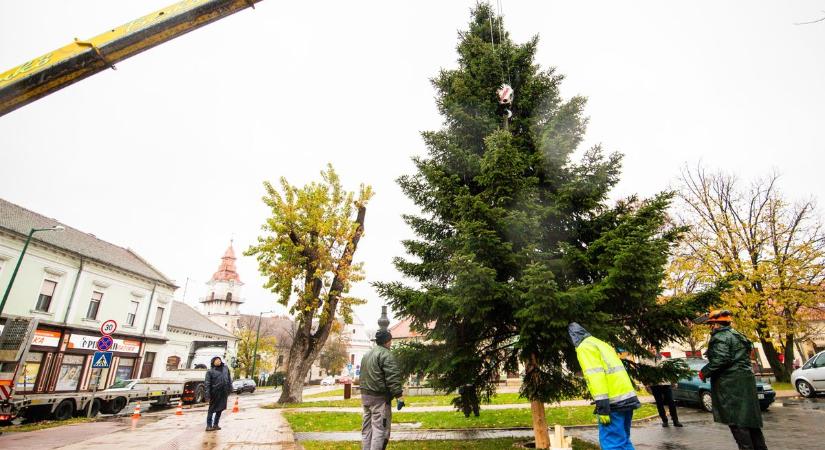 Az óriás tűlevelűt a napokban feldíszítik Orosháza főterén - videóval