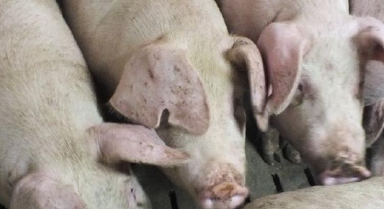 Saját munkahelyükről loptak sertéseket