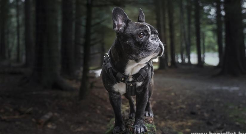 Milyen név illik egy francia bulldoghoz?