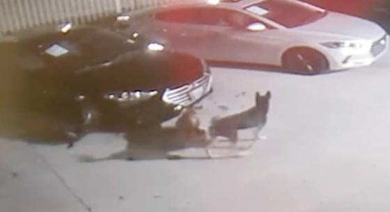Egy csapat kóbor kutya szétcincálta egy autókereskedés drága autóit - videó
