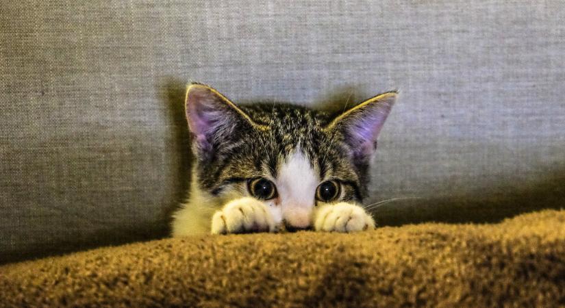 Az autóbusz padlója alól mentette ki a kiscicát a sofőr