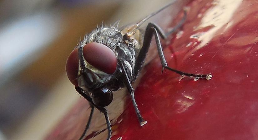 Bizarr felfedezés: teljesen ép házilegyet találtak egy ember beleiben