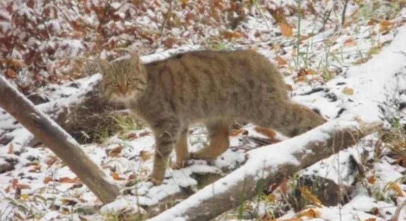 Nem mindennapi állattal találkozott a természetjáró a Mecsekben